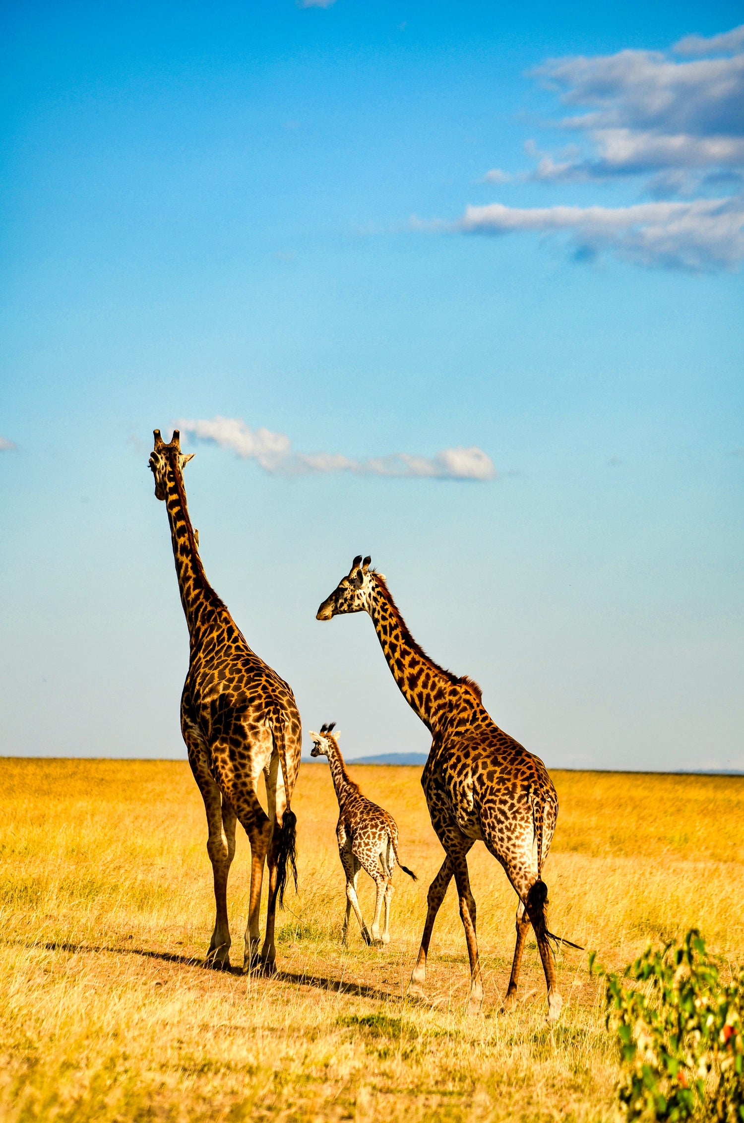 Giraffenfamilie auf ihrem Weg durch den Masai Mara Nationalpark. Photo by Bibhash (Knapsnack.life) Banerjee on Unsplash 